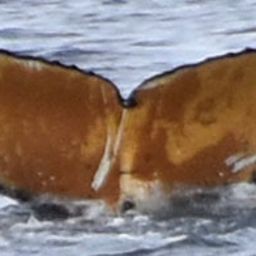 Fluke of HW-MN1304570