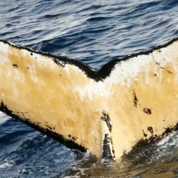 Fluke of HW-MN1304574