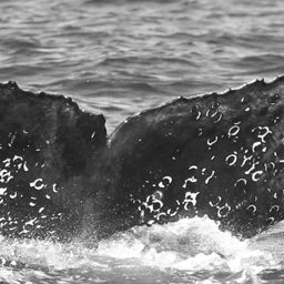 Fluke of CRC-15848