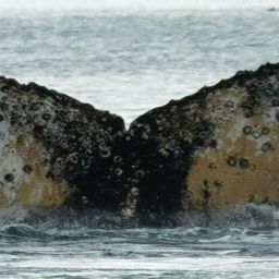 Fluke of HW-MN1304595