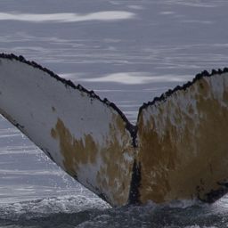 Fluke of HW-MN1304598