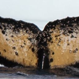 Fluke of HW-MN1304599