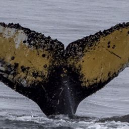 Fluke of HW-MN1304605