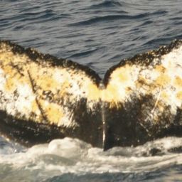 Fluke of HW-MN1304613