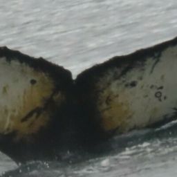 Fluke of HW-MN1304635
