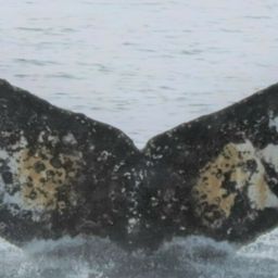 Fluke of HW-MN1304644