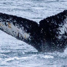 Fluke of HW-MN1304649