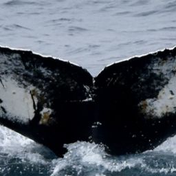 Fluke of HW-MN1304652