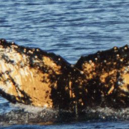 Fluke of HW-MN1304665