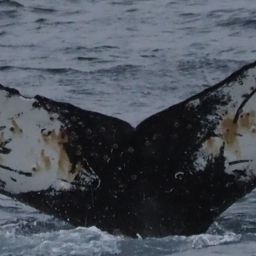 Fluke of HW-MN1304670