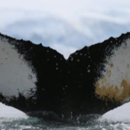 Fluke of HW-MN1304674