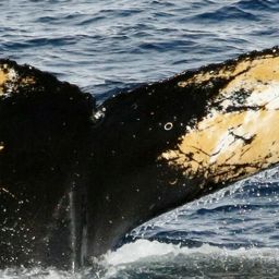Fluke of HW-MN1304675