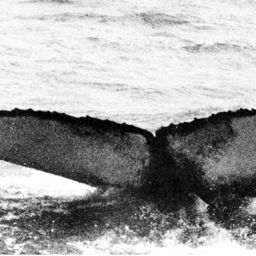 Fluke of NA-4679