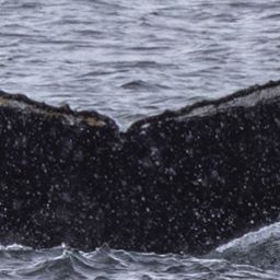 Fluke of HW-MN1304710