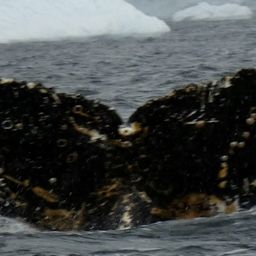 Fluke of HW-MN1304731