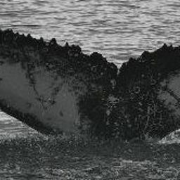 Fluke of HW-MN0802152