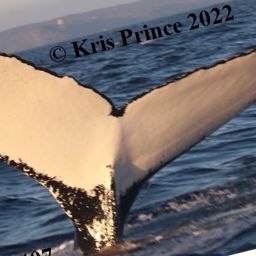 Fluke of NA-6407