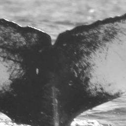Fluke of CRC-15839