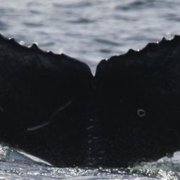 Fluke of UDC-0483