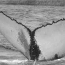 Fluke of NA-6342