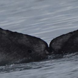 Fluke of CRC-22455
