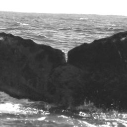 Fluke of CRC-15151