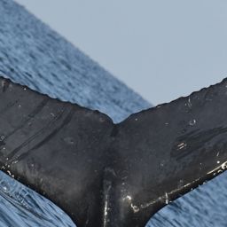 Fluke of FIBB-5BB1338