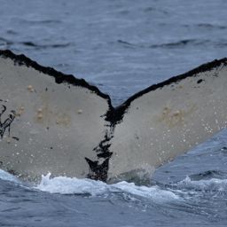 Fluke of CRC-15851