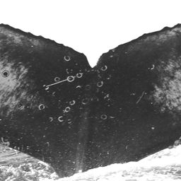 Fluke of CRC-15846