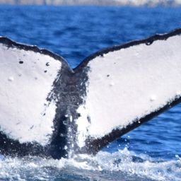 Fluke of HW-MN0523205