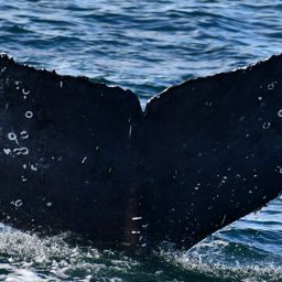 Fluke of HW-MN0523208