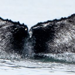 Fluke of CRC-21566