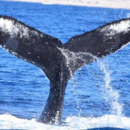 Fluke of HW-MN0523220