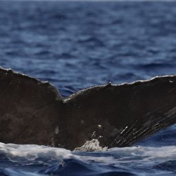 Fluke of CRC-21567