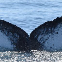 Fluke of CRC-23250