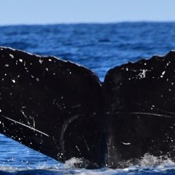 Fluke of HW-MN0523236