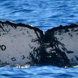 Fluke of CRC-21569