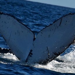 Fluke of CRC-22017