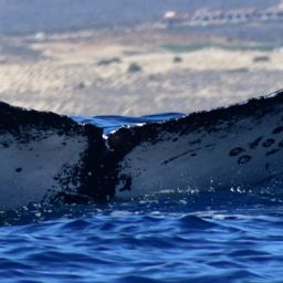 Fluke of HW-MN0523242