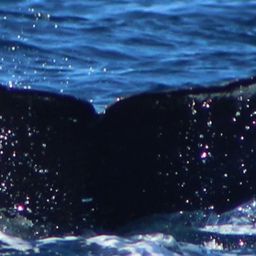 Fluke of CRC-23095