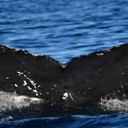 Fluke of HW-MN0523249
