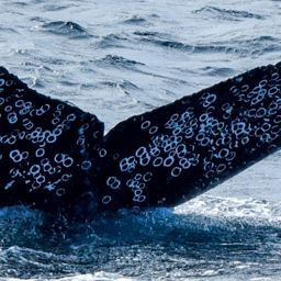 Fluke of HW-MN0523256