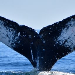 Fluke of HW-MN0523261