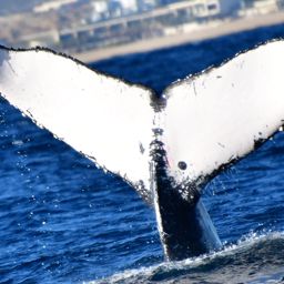 Fluke of CRC-21070