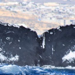 Fluke of CRC-23251