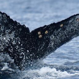 Fluke of CRC-22457