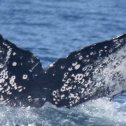Fluke of CRC-22458