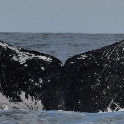 Fluke of HW-MN0523277