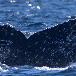Fluke of HW-MN0523282