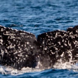 Fluke of HW-MN0523284